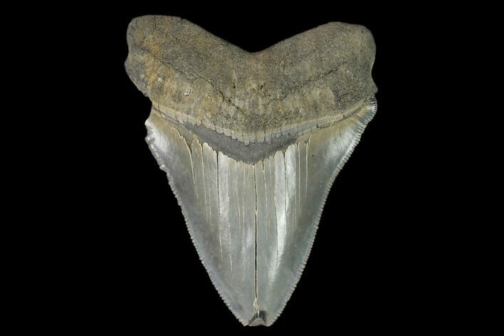 Serrated, Fossil Megalodon Tooth #124756
